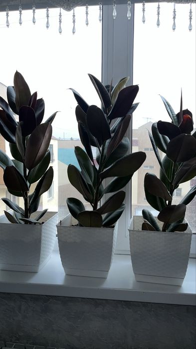 Срочно продам комнатных растении