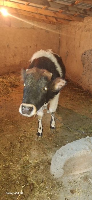 Сатылымда 1 жасар кашар