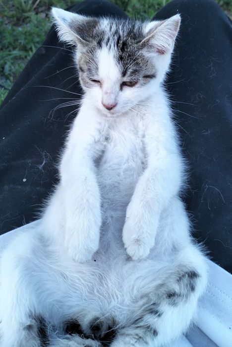 Котята мальчики в добрые руки! 2 месяца.