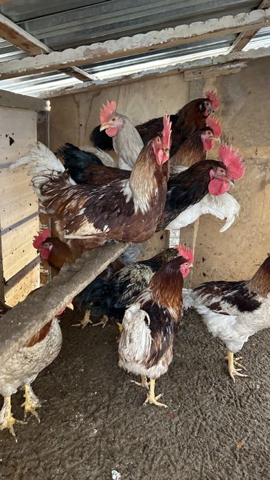 Tovuq horozlar sotiladi 11ta aralash