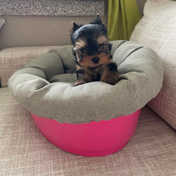 Мини йоркширски териер