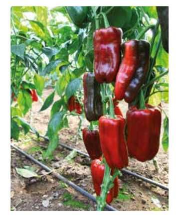 Rasaduri de Ardei Kapia Kaptur