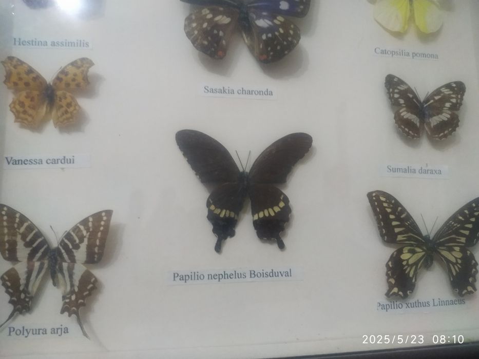 Коллекция бабочек в рамках