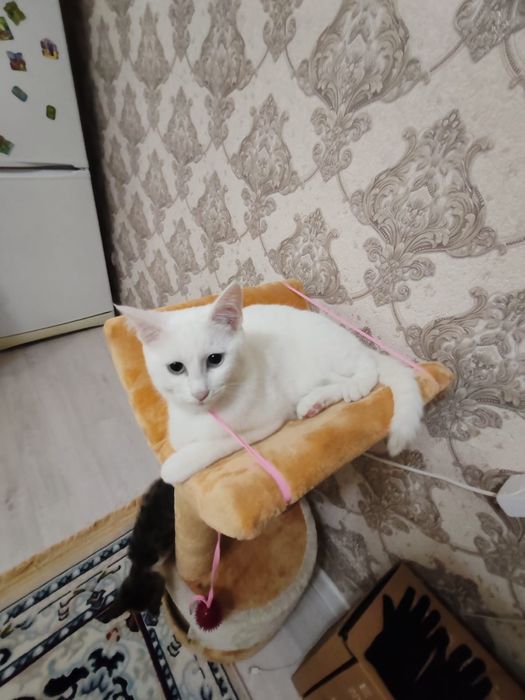 Турецкая Ангора кот подросток