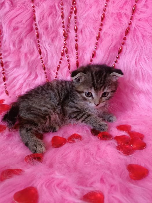 Продам шотландских  вислоухих девочек