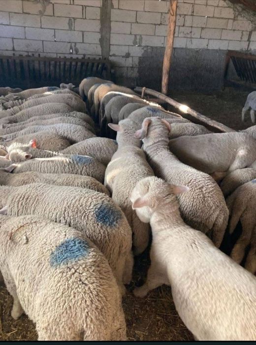 Miei merinos de palas