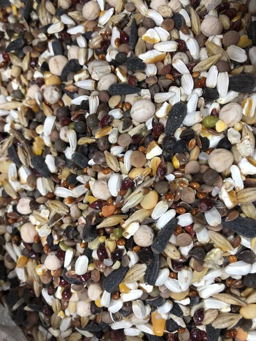 Мешонное зерно для голубей