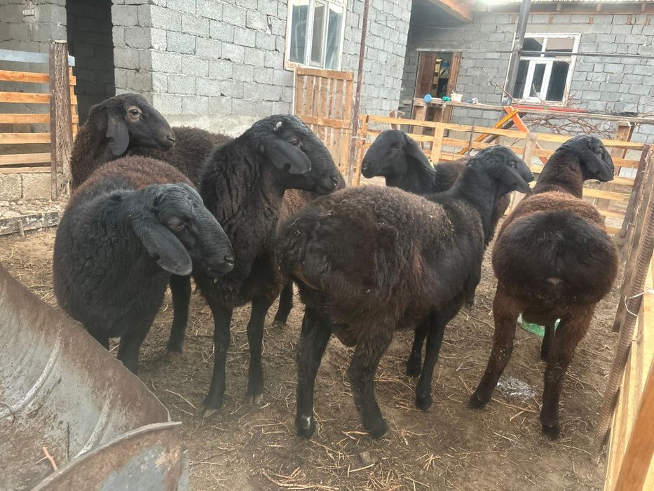 Қошқарлар бордақы семіз