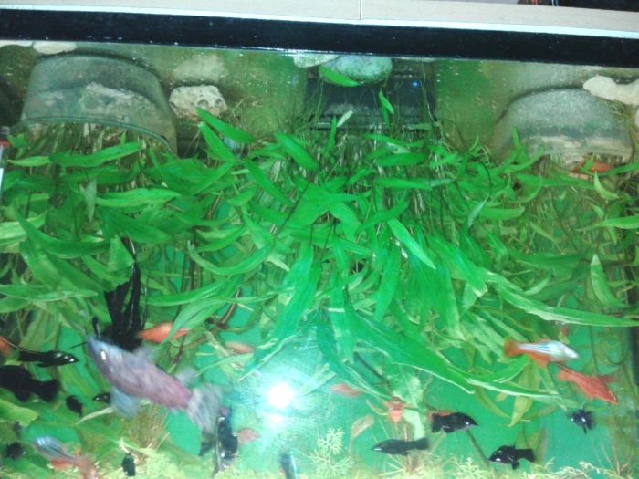Растения за аквариум