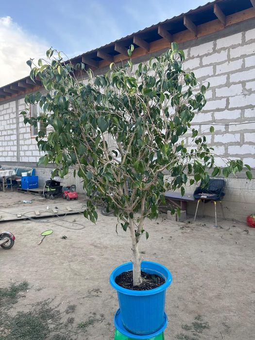Продам фикус Бенджамен