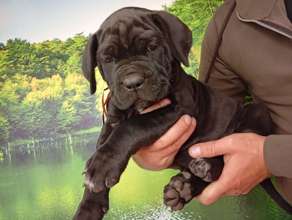 Кане Корсо cane Corso Italiano