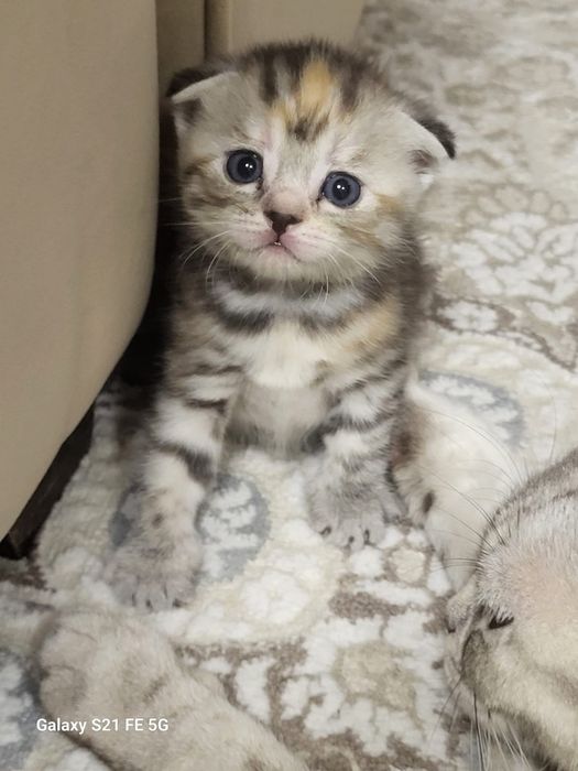 продам шотландского котёнка