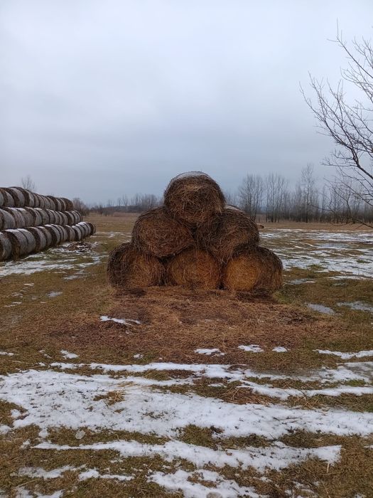 Vând baloți rotunzi