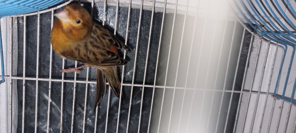 Канарейка  сотилади