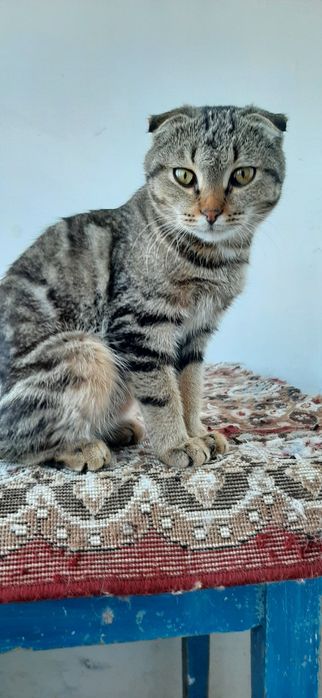 Продается ,Котенок мальчик Скотишь Фолд вислоухий
