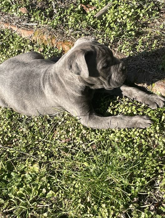 Кане Корсо Сивии