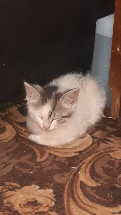 Отдам милых котят