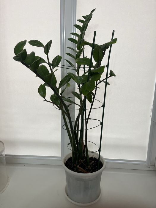 Комнатные растения сатылады