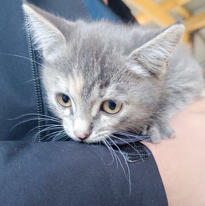 Отдам котенка,к лотку приучена