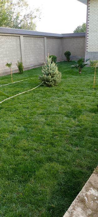 Gazon ruloni  va uruğ sepish  xizmati