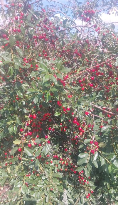 Дача ПК горняк  .