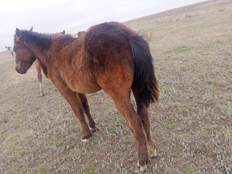 Продам жеребята кабылка.