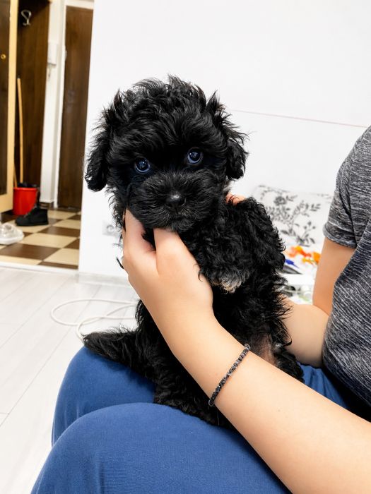 Caniche Poodle Mini Toy Vaccinați
