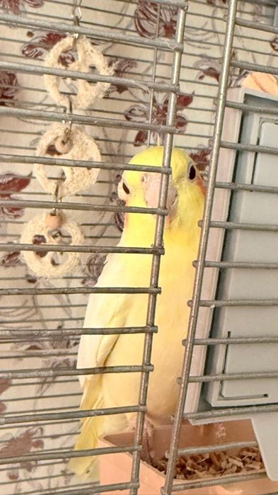 Продам попугайчика корелла