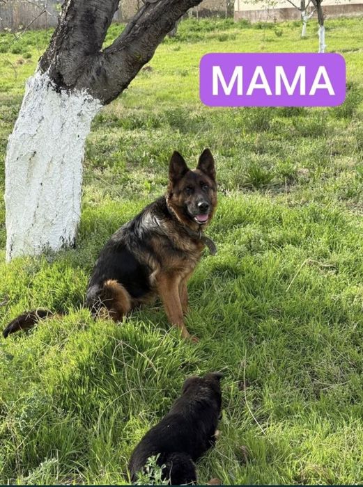 Продам Длинношерстного Немейкого овчарка