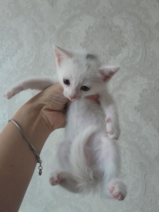 Белый котёнок мальчик. Кошка белый мальчик