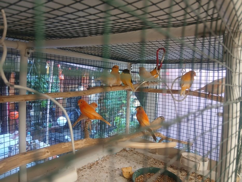 Canari tineret inelați