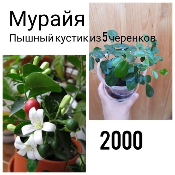 Комнатные цветы продам