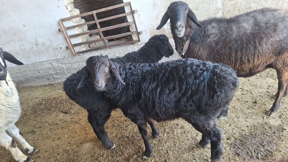 3 oylik quzi qucqorlar