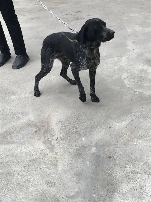 собака  пародия кличка рекис