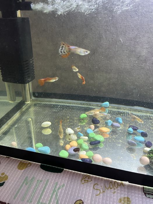 Продаются гуппи мальки аквариумные