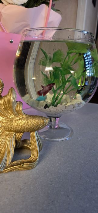 Аквариумная рыбка петушок