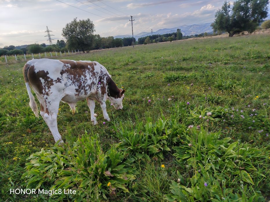 Vițel de vânzare