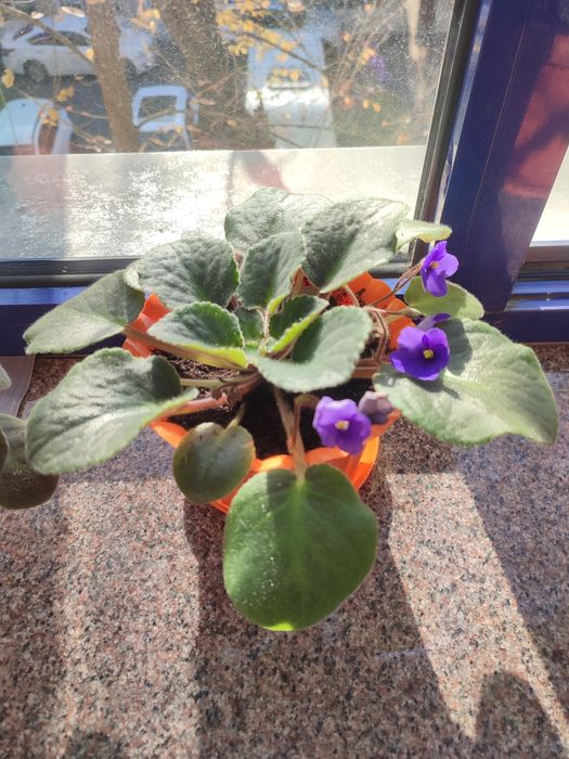 Фиалка,  цветущая.