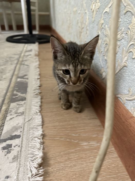 Кошки только в хорошие руки
