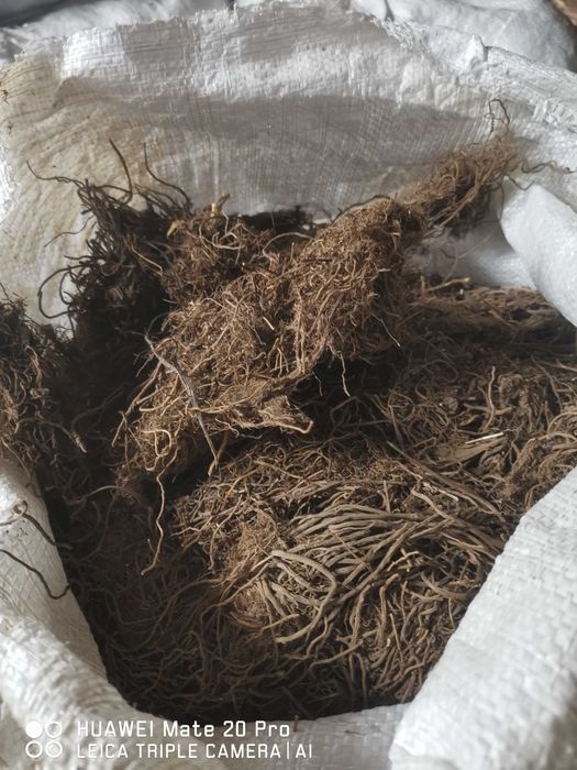 Дилянка (валериана) корени