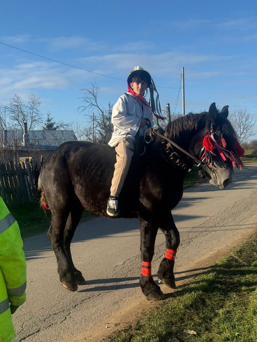 Disponibila iapa grea cu manz