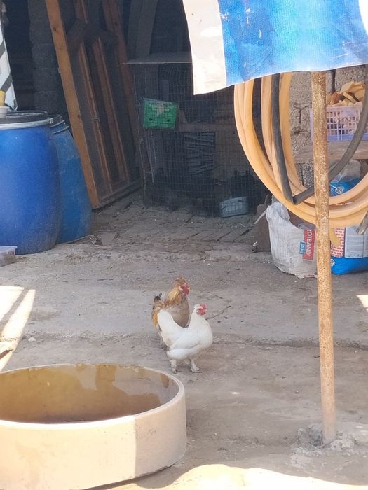 Yapon tovuq sotiladi
