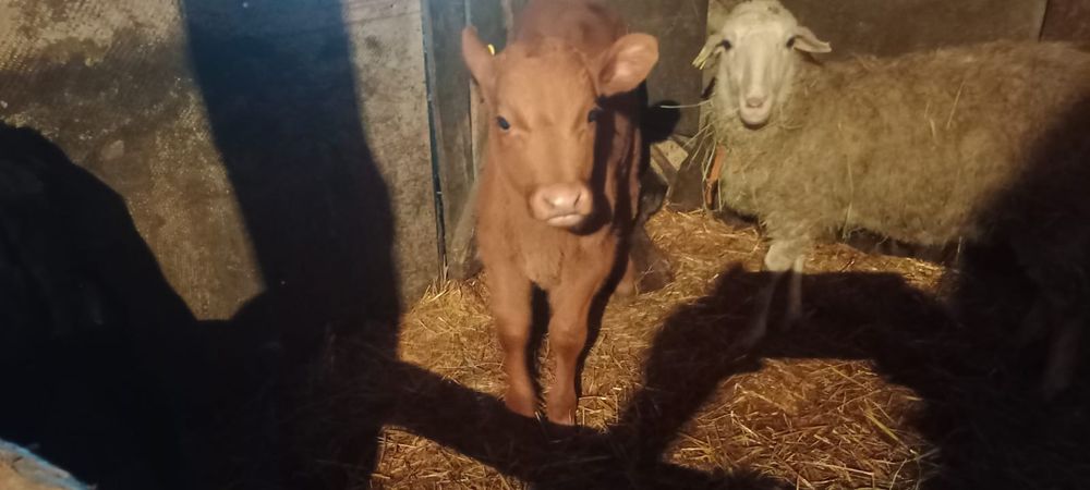 Теленок 1,5 месячный