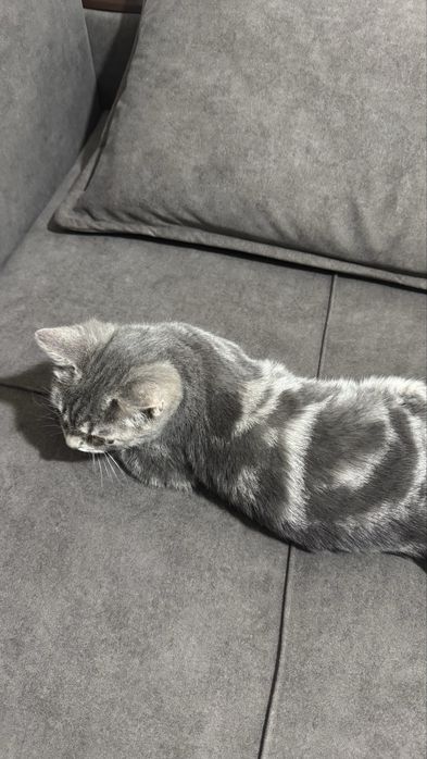 Кот скоттиш страйт