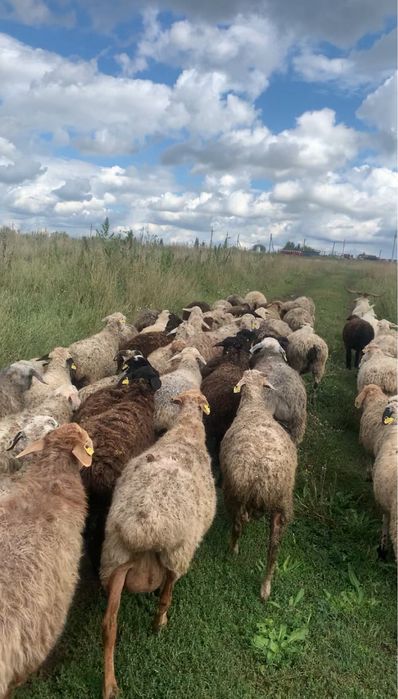 Продам баран хорошие