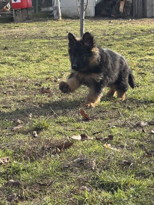 Femala ciobanesc german