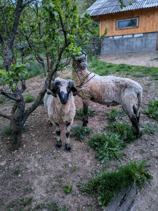 Vând berbecuți 11 luni