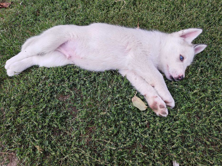 Pui Husky Siberian cu ochi albaștri – Deparazitați și vaccinați