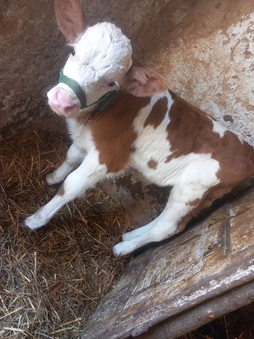 Vând vitel și vițea