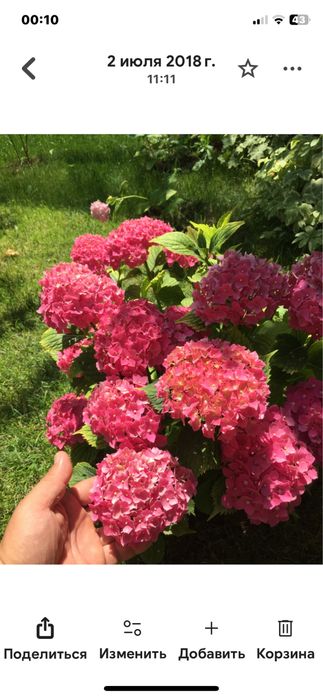 Гортензия 60,100,120 минг сум